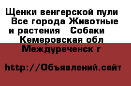 Щенки венгерской пули - Все города Животные и растения » Собаки   . Кемеровская обл.,Междуреченск г.